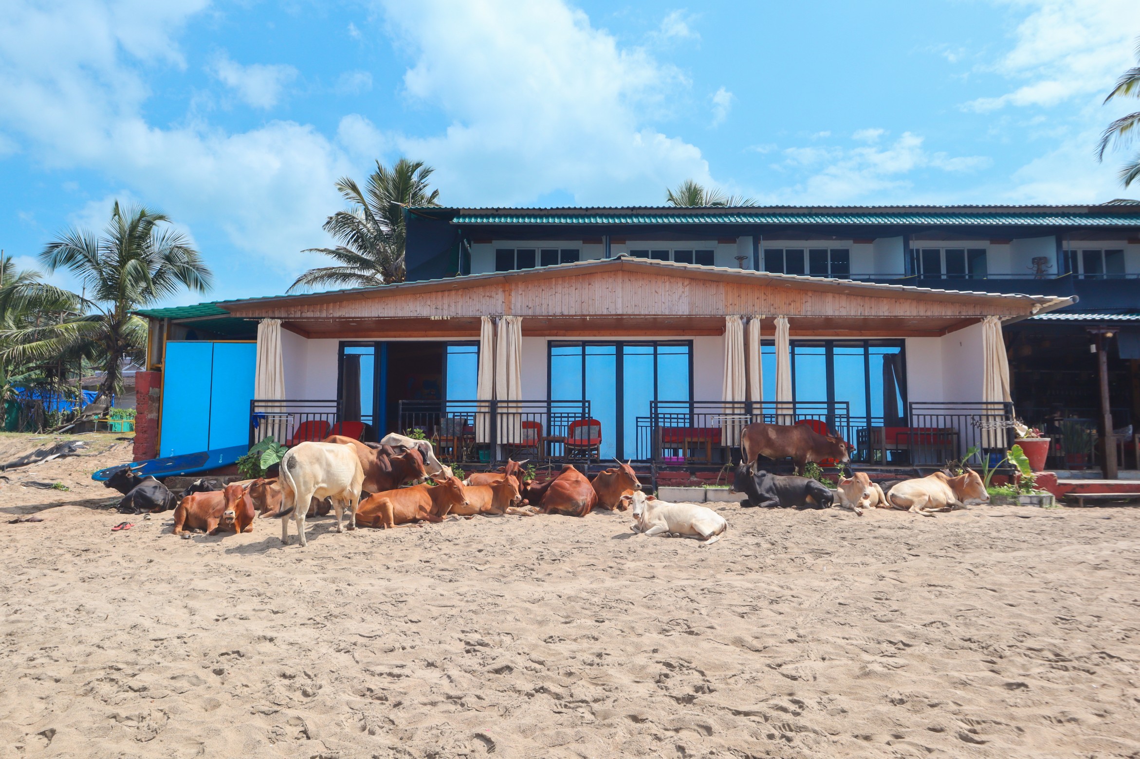 https://simrose-goa.com/stagliveaug/wp-content/uploads/2024/10/Room-outside-cows.jpg