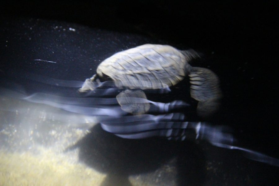 Waiting for baby turtles to hatch